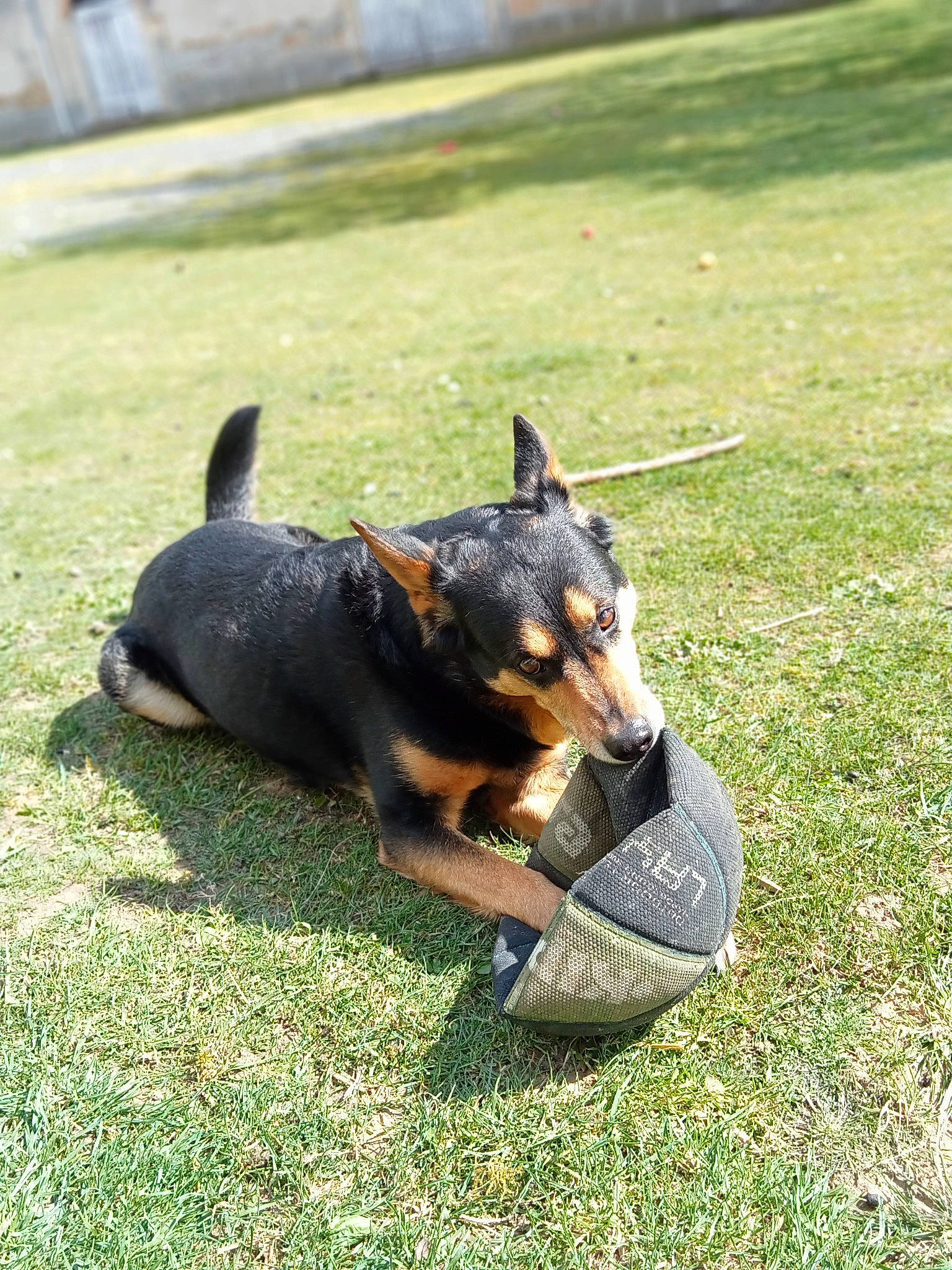 Haiko a rejoint le concours — aidez-le/la à gagner de superbes lots ! carnivore, companion_dog, cooking, dog, dog_breed, grass, guard_dog, lawn, plant, prazsky_krysarik, sharing, toy_dog, working_dog