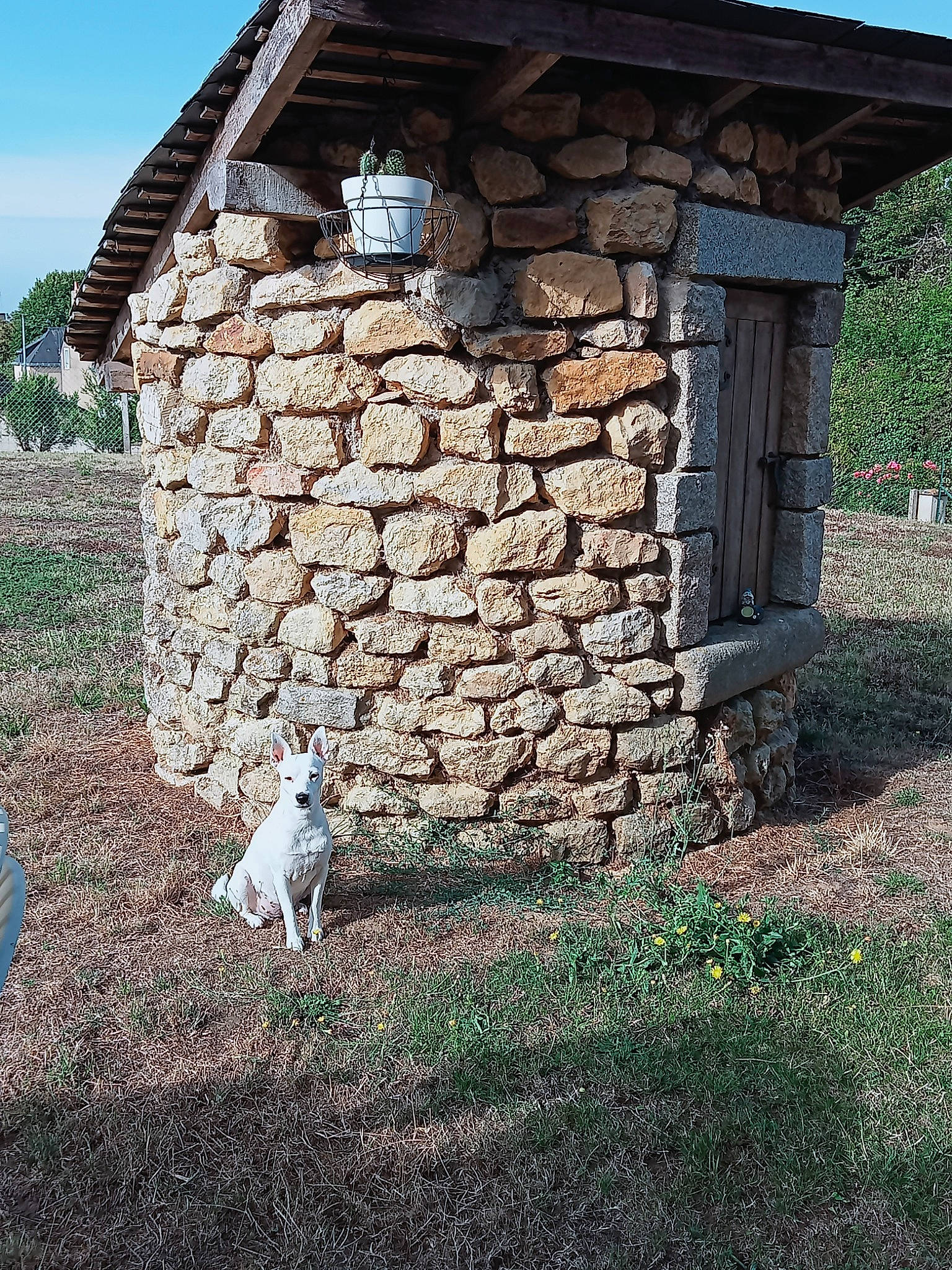 Maya a rejoint le concours — aidez-le/la à gagner de superbes lots ! building, carnivore, cottage, dog, door, fawn, garden_buildings, grass, grassland, house, hut, landscape, natural_landscape, plant, roof, siding, sky, stone_wall, tree, wood