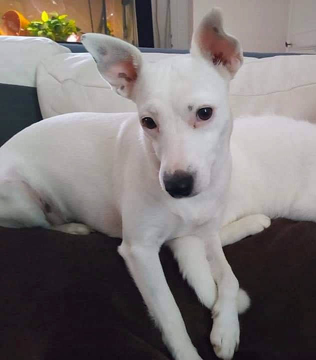 Maya participe au concours pour gagner de l'argent avec cette photo : canidae, carnivore, collar, comfort, companion_dog, dog, dog_breed, fawn, houseplant, non_sporting_group, paw, plant, puppy, snout, sporting_group, tail, terrestrial_animal, toy_dog, whiskers, working_animal