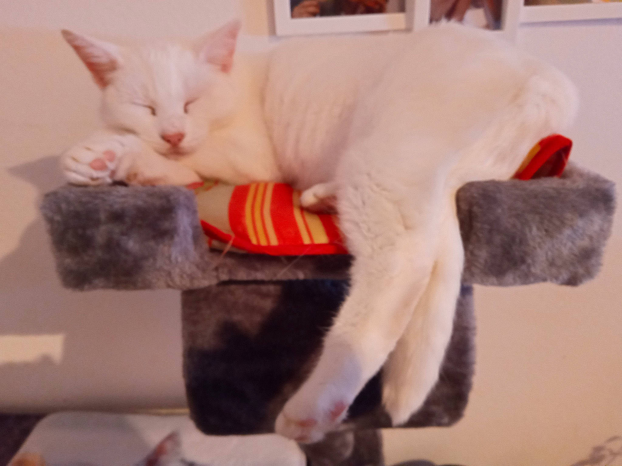 Moumoune participe au concours pour gagner de l'argent avec cette photo : carmine, carnivore, cat, claw, collar, comfort, domestic_short_haired_cat, ear, fawn, felidae, fur, gesture, paw, small_to_medium_sized_cats, snout, tail, whiskers