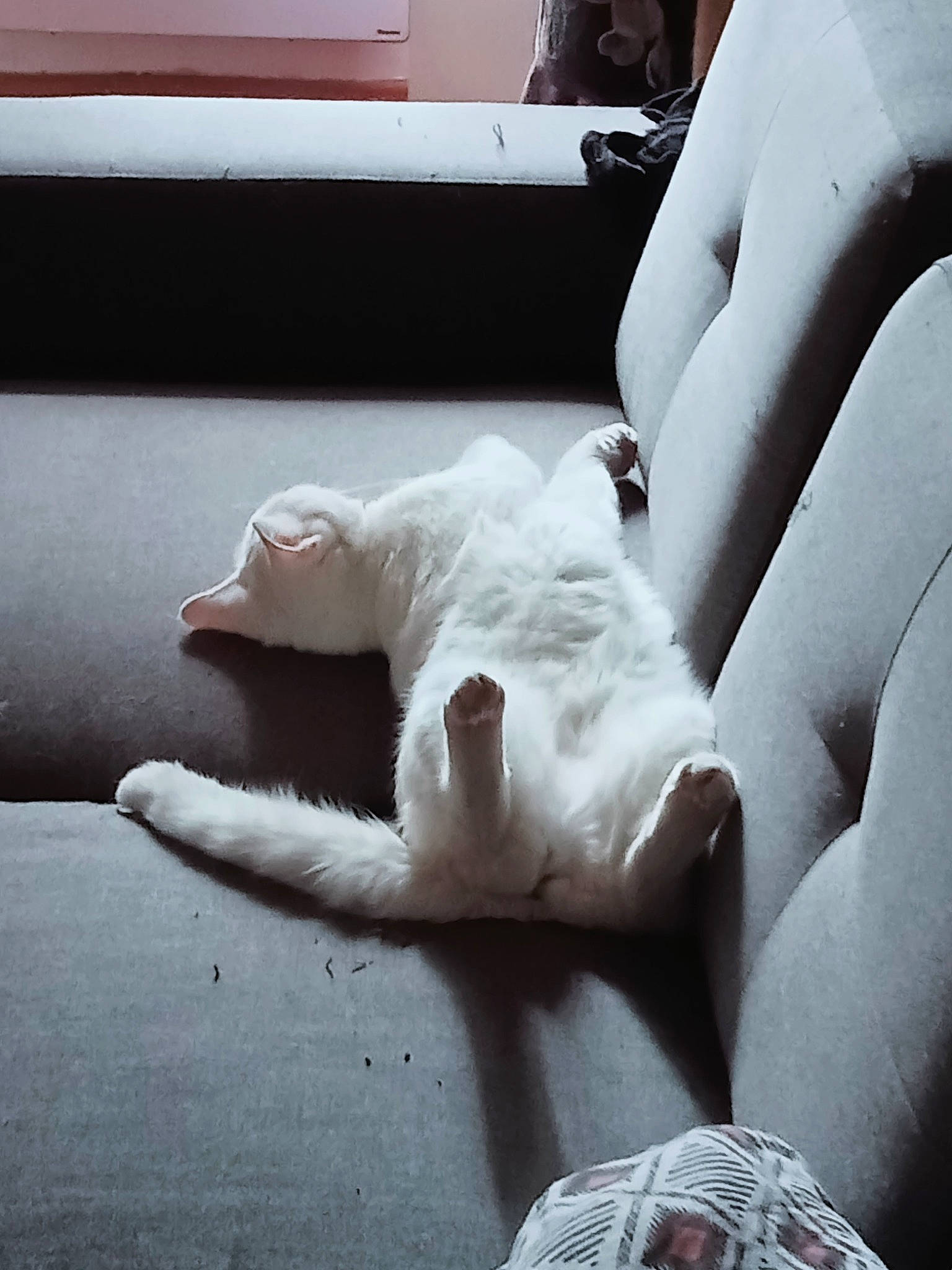 Moumoune a rejoint le concours — aidez-le/la à gagner de superbes lots ! bedding, carnivore, cat, comfort, companion_dog, couch, felidae, flooring, foot, fur, grey, human_leg, linens, paw, room, small_to_medium_sized_cats, tail, tints_and_shades, whiskers, window