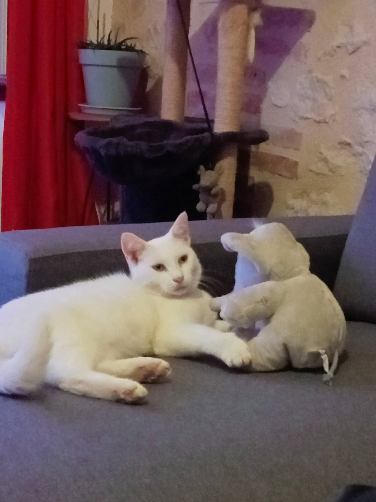 Moumoune participe au concours pour gagner de l'argent avec cette photo : carnivore, cat, cat_supply, comfort, companion_dog, domestic_short_haired_cat, fawn, felidae, flooring, fur, houseplant, mammal, nap, paw, plant, small_to_medium_sized_cats, snout, tail, whiskers, wood