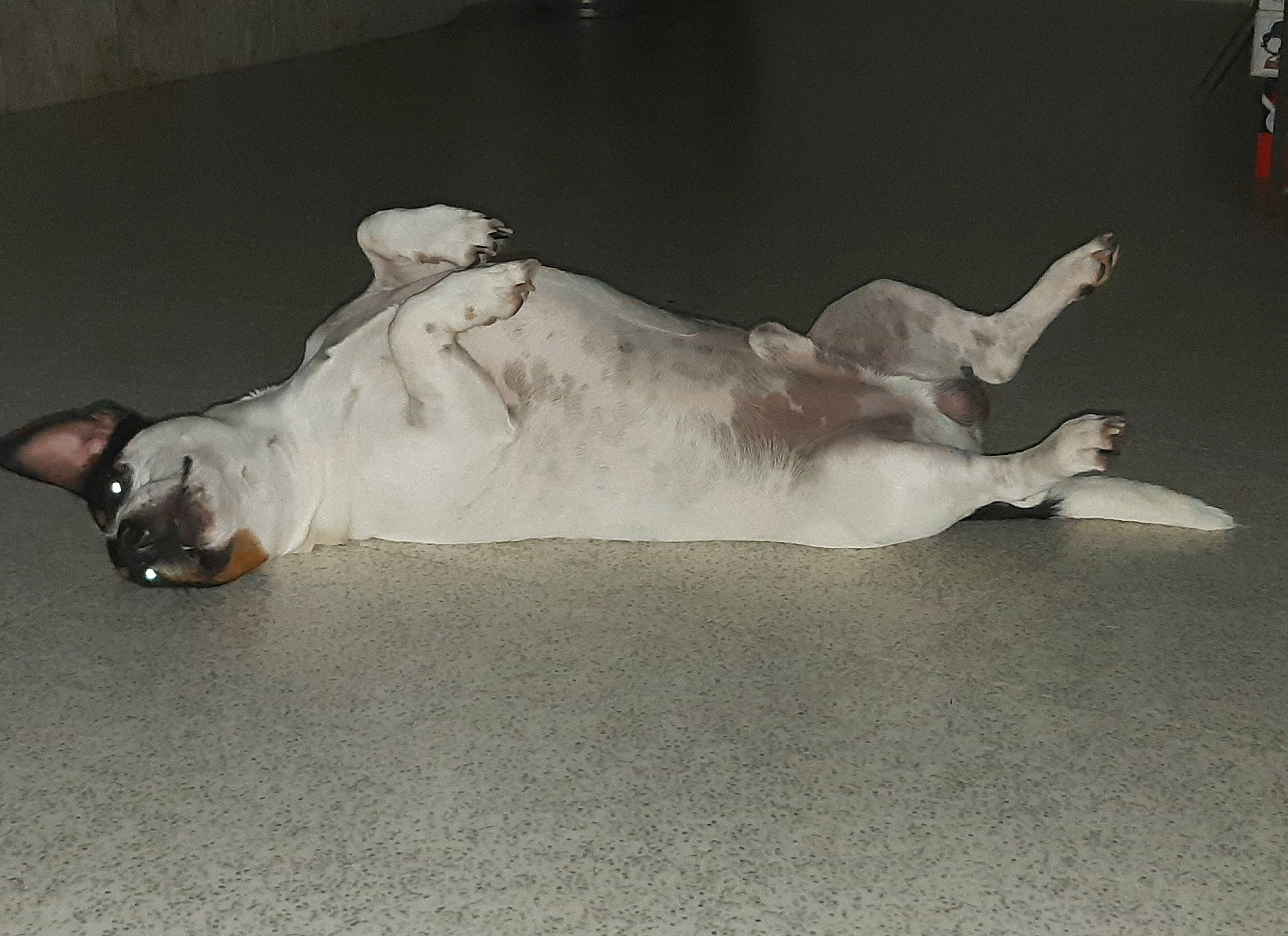 Nesquik a rejoint le concours — aidez-le/la à gagner de superbes lots ! canidae, carnivore, cat, dog, dog_breed, fawn, non_sporting_group, paw, pointer, sporting_group, tail