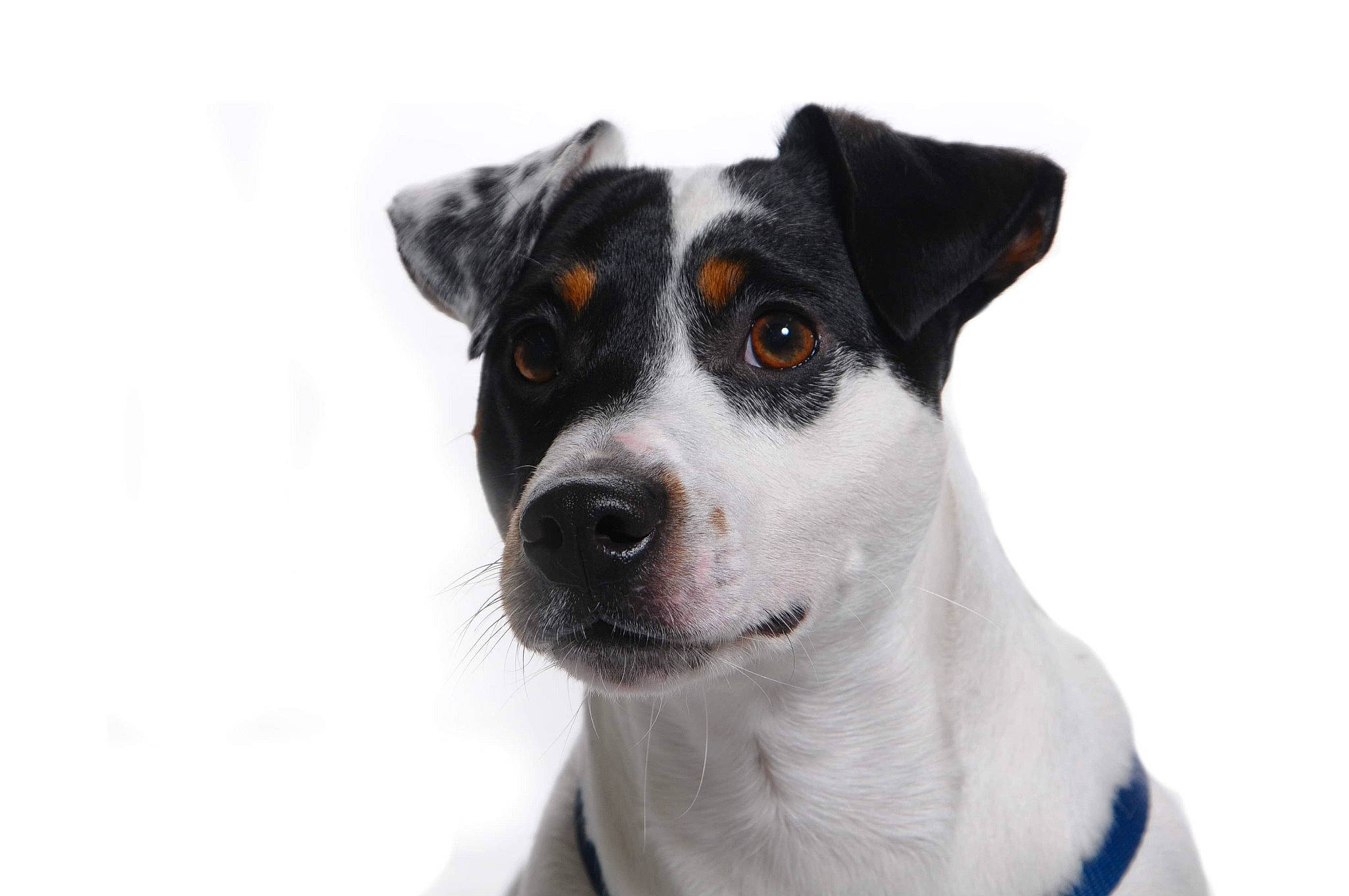 Nesquik a rejoint le concours — aidez-le/la à gagner de superbes lots ! appenzeller_sennenhund, brazilian_terrier, canidae, carnivore, chilean_fox_terrier, companion_dog, danish_swedish_farmdog, dog, dog_breed, feist, jack_russell_terrier, japanese_terrier, mammal, miniature_fox_terrier, rare_breed_dog, rat_terrier, ratonero_bodeguero_andaluz, russell_terrier, snout, vertebrate