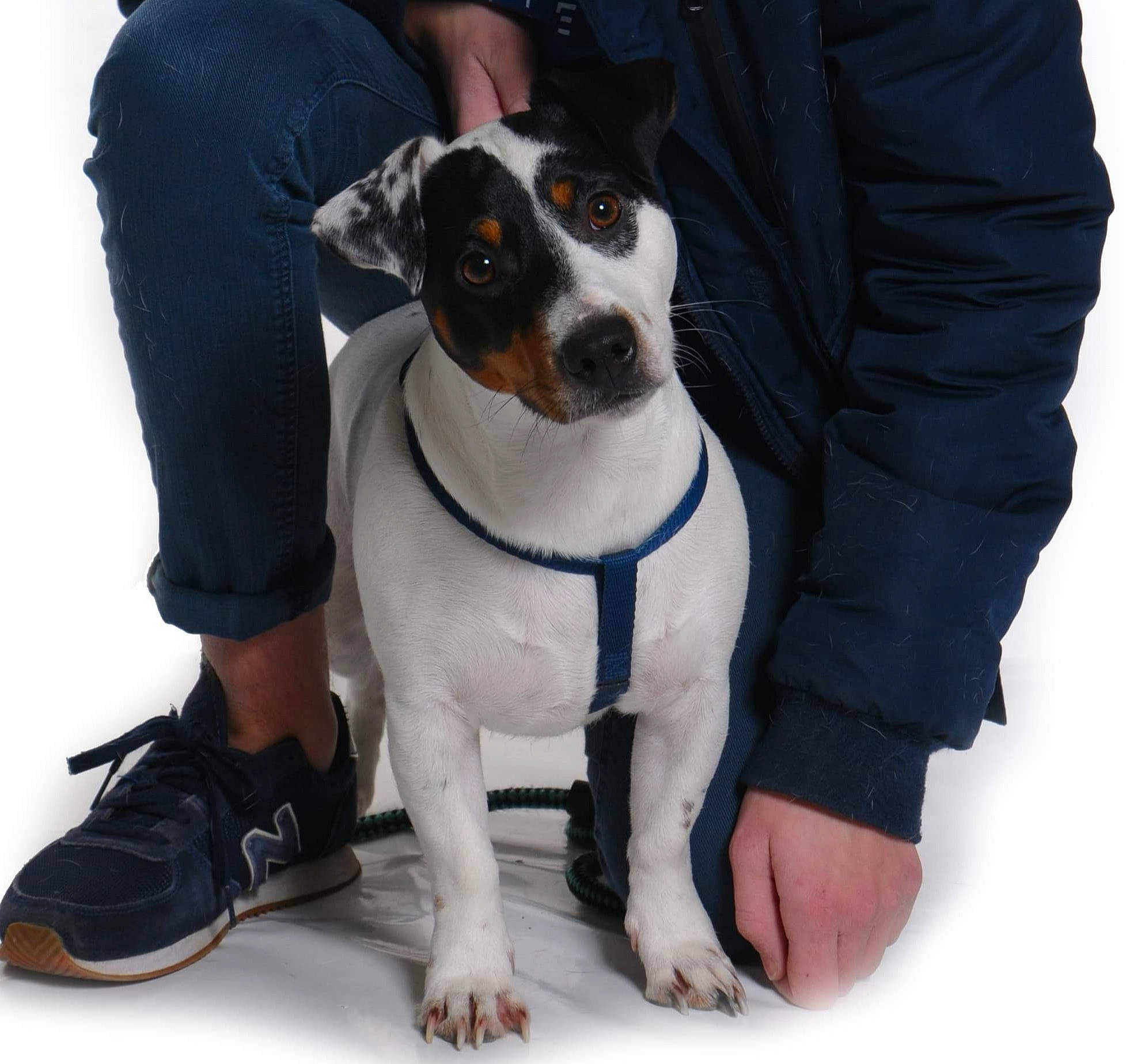 Nesquik a rejoint le concours — aidez-le/la à gagner de superbes lots ! appenzeller_sennenhund, brazilian_terrier, canidae, carnivore, chilean_fox_terrier, companion_dog, danish_swedish_farmdog, dog, dog_breed, feist, jack_russell_terrier, mammal, paw, rare_breed_dog, rat_terrier, ratonero_bodeguero_andaluz, sporting_group, vertebrate