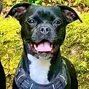 Jacky a rejoint le concours — aidez-le/la à gagner de superbes lots ! dog, black_dog, pet, animal, canine, outdoor, nature, moss, rocks, greenery, happy, panting, harness, close_up, portrait, smiling, ears, face, tongue, fur