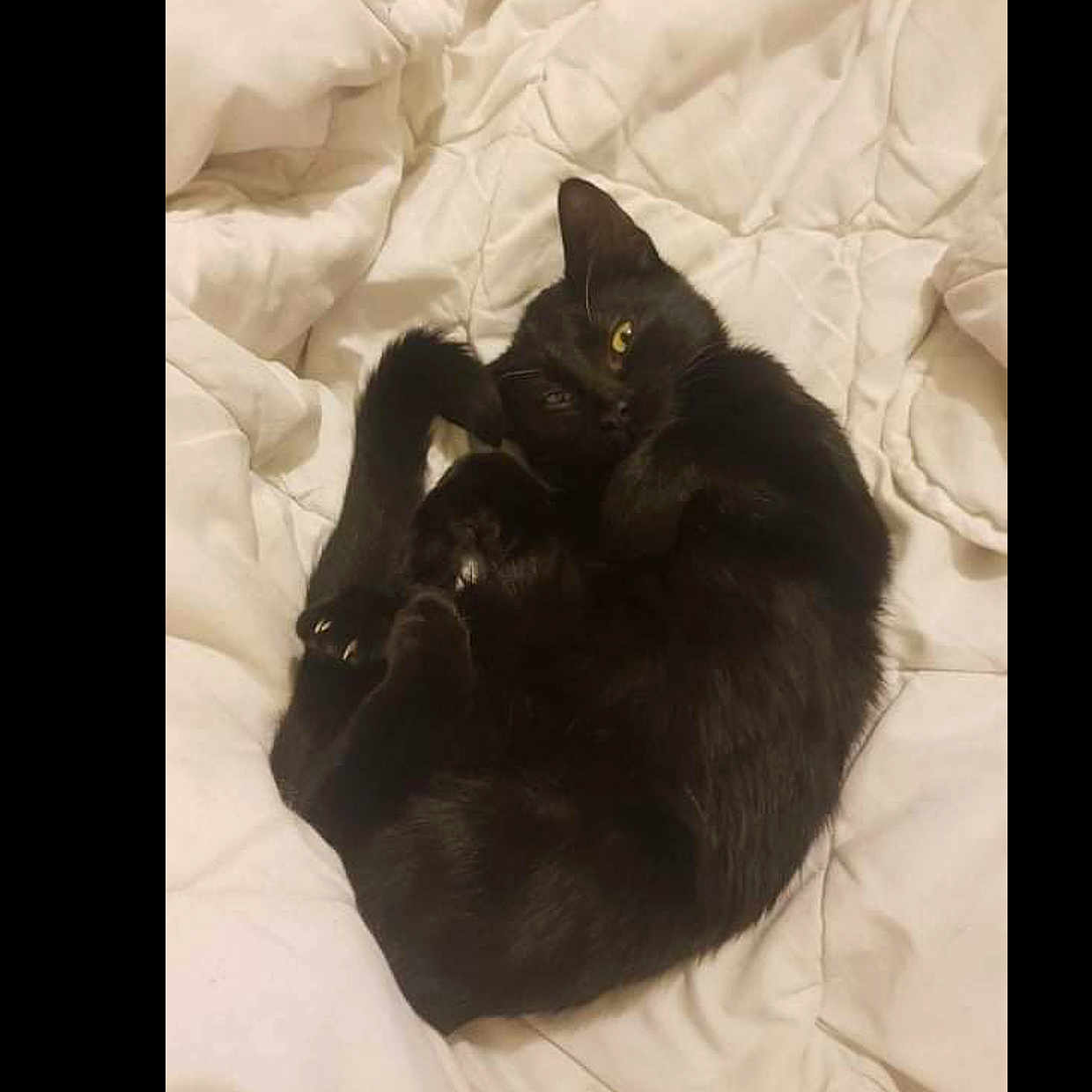 Dow a rejoint le concours — aidez-le/la à gagner de superbes lots ! animal, black_cat, blanket, cat, claws, cozy, curled_up, cute, domestic_cat, feline, fur, indoor, paw, pet, relaxed, resting, sleeping, soft, whiskers, white_blanket