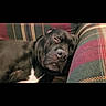 animal, black_dog, canine, closeup, companion, couch, cozy, cute, dog, domestic_animal, fur, indoor, mammal, nap, pet, quiet, relaxed, resting, sleeping, striped_couch