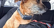 Cesar Wesar Winston is registered to the contest to win money with this photo: animal, backseat, candid, car_interior, collar, companions, cozy, dog, domestic_animal, ears, fur, head, pet, resting, seat, seatbelt, sleeping, transportation, vehicle, window