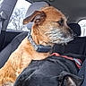 animal, backseat, candid, car_interior, collar, companions, cozy, dog, domestic_animal, ears, fur, head, pet, resting, seat, seatbelt, sleeping, transportation, vehicle, window