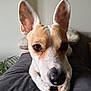 dog, pet, close_up, ears, brown_and_white, resting, indoor, sofa, soft, curious, face, animal, canine, looking_at_camera, paws, furry, companion, portrait, domestic, cute