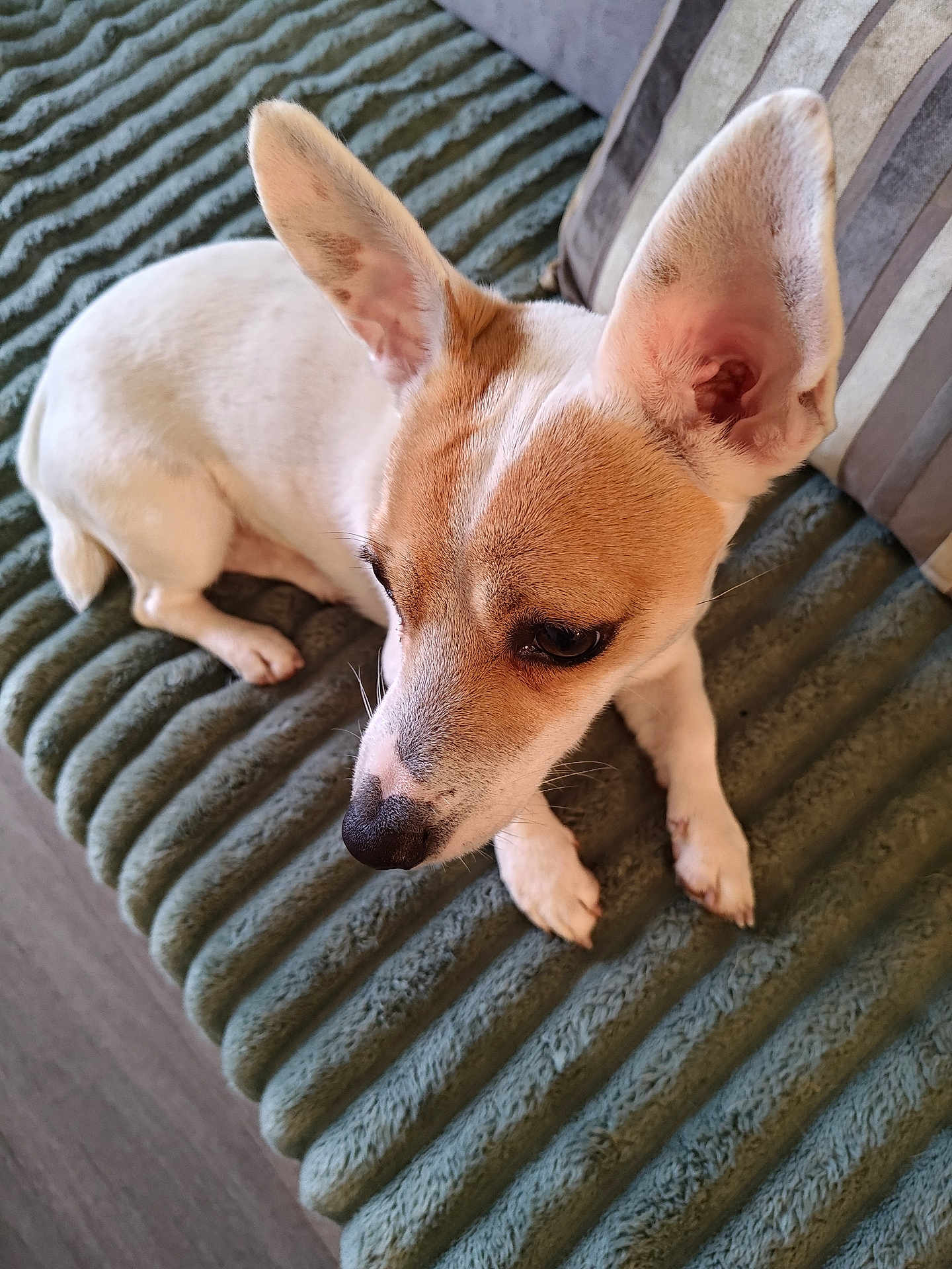 Néo participe au concours pour gagner de l'argent avec cette photo : dog, pet, small_dog, ears, fur, blanket, green, texture, indoor, resting, cute, animal, canine, paw, snout, nose, face, relaxed, companion, home