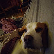 Rosy participe au concours pour gagner de l'argent avec cette photo : dog, blanket, couch, indoor, pet, sleepy, relaxed, fur, living_room, furniture, brown, white, canine, resting, cozy, home, animal, comfort, nap, portrait