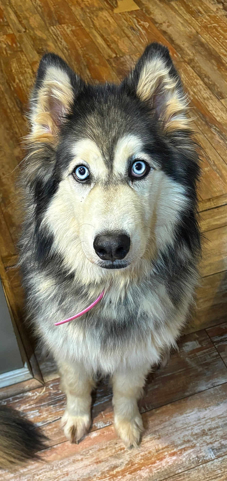 Serafina is registered to the contest to win money with this photo: dog, blue_eyes, fluffy, indoor, wooden_floor, pet, canine, fur, ears, sitting, closeup, animal, companion, alert, adorable, portrait, domestic, mammal, cute, looking_up