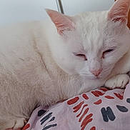 Jenny a rejoint le concours — aidez-le/la à gagner de superbes lots ! cat, white_cat, sleepy, fluffy, pet, indoor, blanket, patterned_blanket, cozy, resting, animal, fur, paw, cute, domestic_cat, close_up, relaxing, whiskers, ears, nose