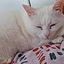 cat, white_cat, sleepy, fluffy, pet, indoor, blanket, patterned_blanket, cozy, resting, animal, fur, paw, cute, domestic_cat, close_up, relaxing, whiskers, ears, nose
