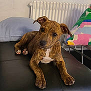 Wea participe au concours pour gagner de l'argent avec cette photo : puppy, dog, brindle, leather_couch, indoor, pet, animal, lying_down, curious, black, brown, white_patch, pillow, radiator, home, furniture, cute, young_dog, relaxed, companion