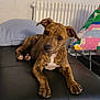 puppy, dog, brindle, leather_couch, indoor, pet, animal, lying_down, curious, black, brown, white_patch, pillow, radiator, home, furniture, cute, young_dog, relaxed, companion