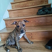 Arcane a rejoint le concours — aidez-le/la à gagner de superbes lots ! puppy, dog, stairs, wooden_stairs, brindle, pet, animal, indoor, shoe, pair_of_shoes, looking, cute, young_dog, floor, wall, brown, white_patch, sitting, paw, ears