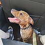 Arcane a rejoint le concours — aidez-le/la à gagner de superbes lots ! dog, brindle, spiked_collar, leash, car_interior, person_legs, shoes, converse, happy, tongue_out, pet, seat_back, floor, casual, indoor, animal, canine, sitting, close_up, side_view