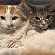 Ellie And Jim joined the competition — help win amazing prizes! cat, feline, pet, animal, domestic_animal, closeup, fur, whiskers, cute, snuggling, two_animals, face, eyes, pink_nose, tabby, fluffy, resting, indoor, companion, soft_texture