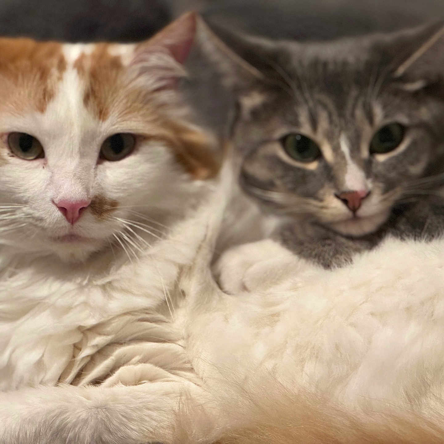 Ellie And Jim joined the competition — help win amazing prizes! animal, cat, closeup, companion, cute, domestic_animal, eyes, face, feline, fluffy, fur, indoor, pet, pink_nose, resting, snuggling, soft_texture, tabby, two_animals, whiskers