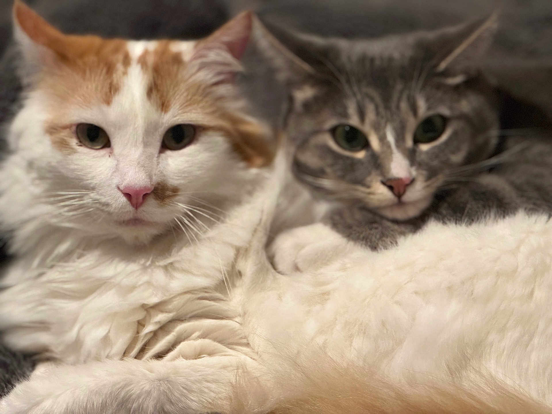 Ellie And Jim joined the competition — help win amazing prizes! cat, feline, pet, animal, domestic_animal, closeup, fur, whiskers, cute, snuggling, two_animals, face, eyes, pink_nose, tabby, fluffy, resting, indoor, companion, soft_texture