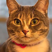 Ellie is registered to the contest to win money with this photo: cat, tabby_cat, close_up, portrait, green_eyes, whiskers, pink_collar, fur, pet, animal, domestic_cat, cute, feline, indoor, soft_light, shallow_depth_of_field, focused, face, ears, nose