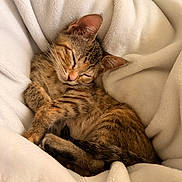 Nyla is registered to the contest to win money with this photo: kitten, cat, sleeping, tabby, fur, whiskers, ears, closed_eyes, blanket, soft, cozy, nap, cute, pet, domestic_animal, resting, feline, warm, comfort, indoor
