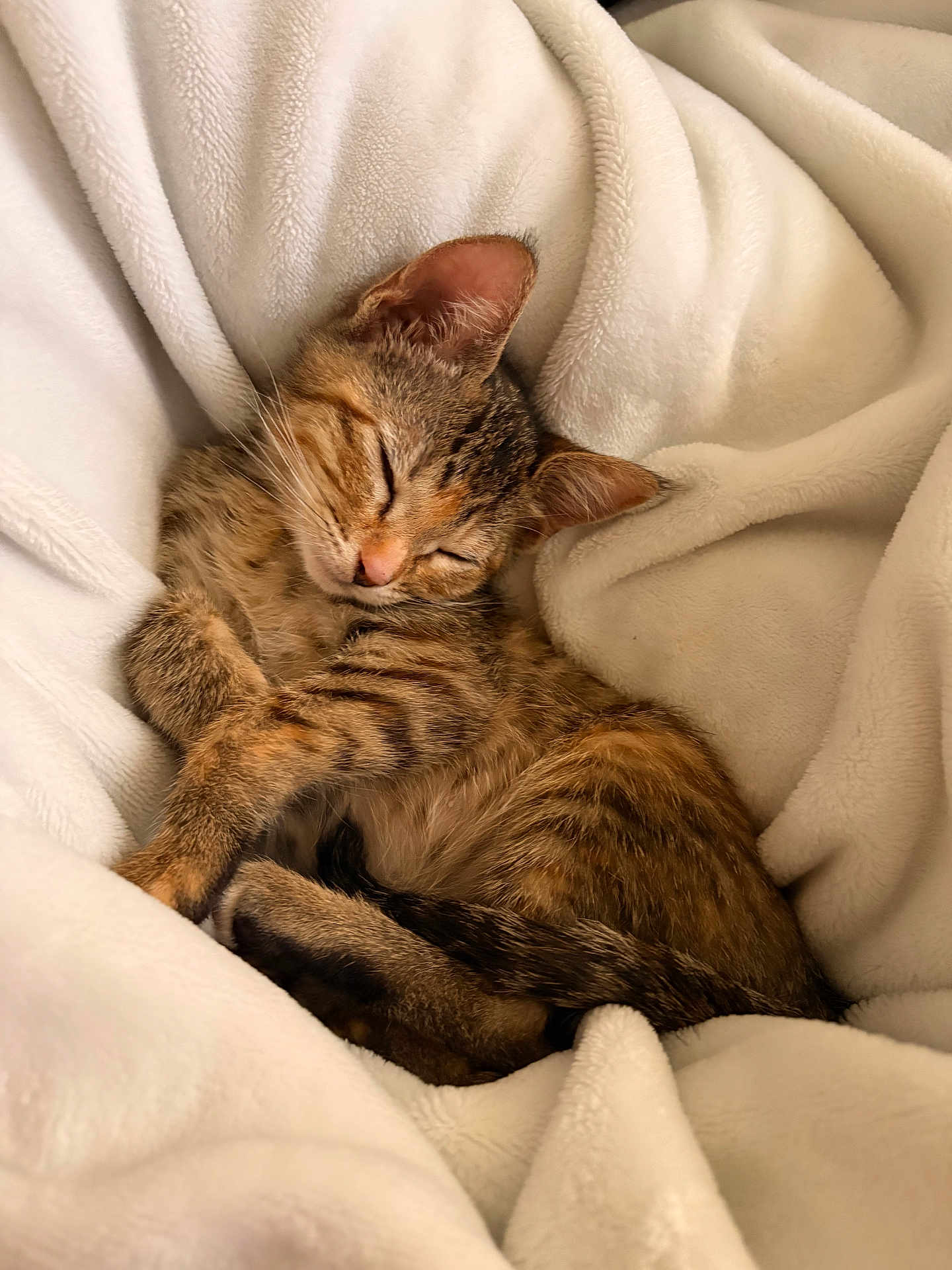 Nyla is registered to the contest to win money with this photo: kitten, cat, sleeping, tabby, fur, whiskers, ears, closed_eyes, blanket, soft, cozy, nap, cute, pet, domestic_animal, resting, feline, warm, comfort, indoor