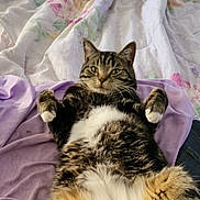 Inca is registered to the contest to win money with this photo: animal, bed, blanket, cat, cozy, cute, domestic, floral_pattern, fur, indoor, lying_down, paws, pet, purple, relaxed, sleepy, striped, tabby, whiskers, white_belly