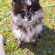 Willow a rejoint le concours — aidez-le/la à gagner de superbes lots ! dog, pomeranian, fluffy, outdoor, grass, sunlight, pet, cute, small_dog, animal, fur, nature, portrait, looking_up, ears, nose, eyes, sitting, daylight, shadow