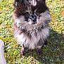 dog, pomeranian, fluffy, outdoor, grass, sunlight, pet, cute, small_dog, animal, fur, nature, portrait, looking_up, ears, nose, eyes, sitting, daylight, shadow