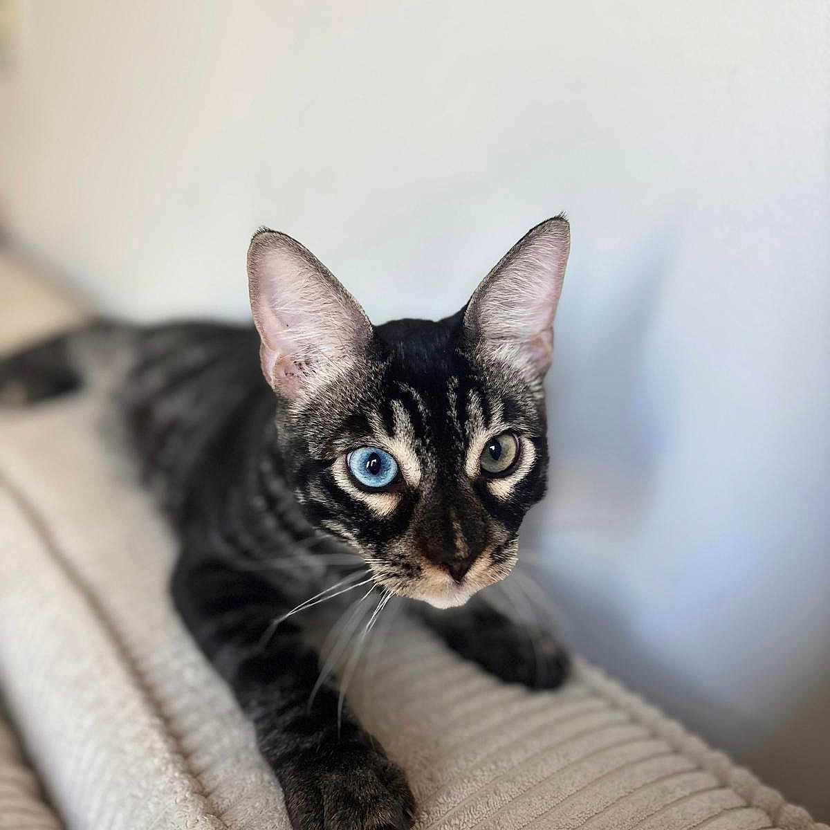 Stark a rejoint le concours — aidez-le/la à gagner de superbes lots ! cat, tabby, heterochromia, blue_eye, green_eye, pet, feline, animal, whiskers, ears, couch, indoor, closeup, portrait, relaxed, fur, paw, texture, home, soft_light