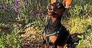Max participe au concours pour gagner de l'argent avec cette photo : animal, canine, dog, flowers, grass, greenery, happy, leash, meadow, miniature_pinscher, nature, outdoor, pet, plants, purple_flowers, sitting, summer, sunlight, sunny, trees
