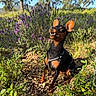 animal, canine, dog, flowers, grass, greenery, happy, leash, meadow, miniature_pinscher, nature, outdoor, pet, plants, purple_flowers, sitting, summer, sunlight, sunny, trees