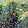 Max a rejoint le concours — aidez-le/la à gagner de superbes lots ! alert, animal, black_and_tan, bushes, canine, dog, ears, earth, flower, forest, garden, grass, greenery, leaves, nature, outdoor, pet, plants, small_dog, sunlight
