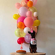 Max participe au concours pour gagner de l'argent avec cette photo : dog, birthday, cake, candle, balloons, table, party_hat, bib, celebration, indoor, pet, festive, pink, orange, yellow, red, white, wooden_table, small_dog, number_one_candle