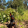 Max a rejoint le concours — aidez-le/la à gagner de superbes lots ! animal, blue_sky, bushes, canine, daytime, dog, flora, flowers, garden, greenery, ground, leash, miniature_pinscher, nature, outdoor, pet, plants, sitting, sunlight, sunny