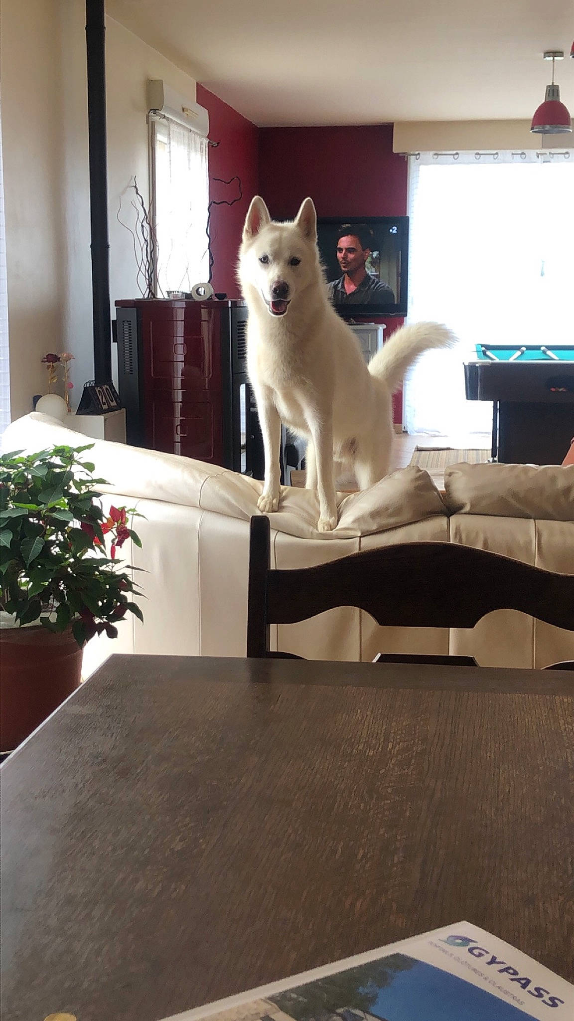 Snow a rejoint le concours — aidez-le/la à gagner de superbes lots ! akita_inu, berger_blanc_suisse, canaan_dog, canidae, carnivore, dog, dog_breed, floor, flooring, interior_design, kintamani, kishu, korean_jindo_dog, mammal, non_sporting_group, norwegian_buhund, samoyed, siberian_husky, vertebrate, white_shepherd