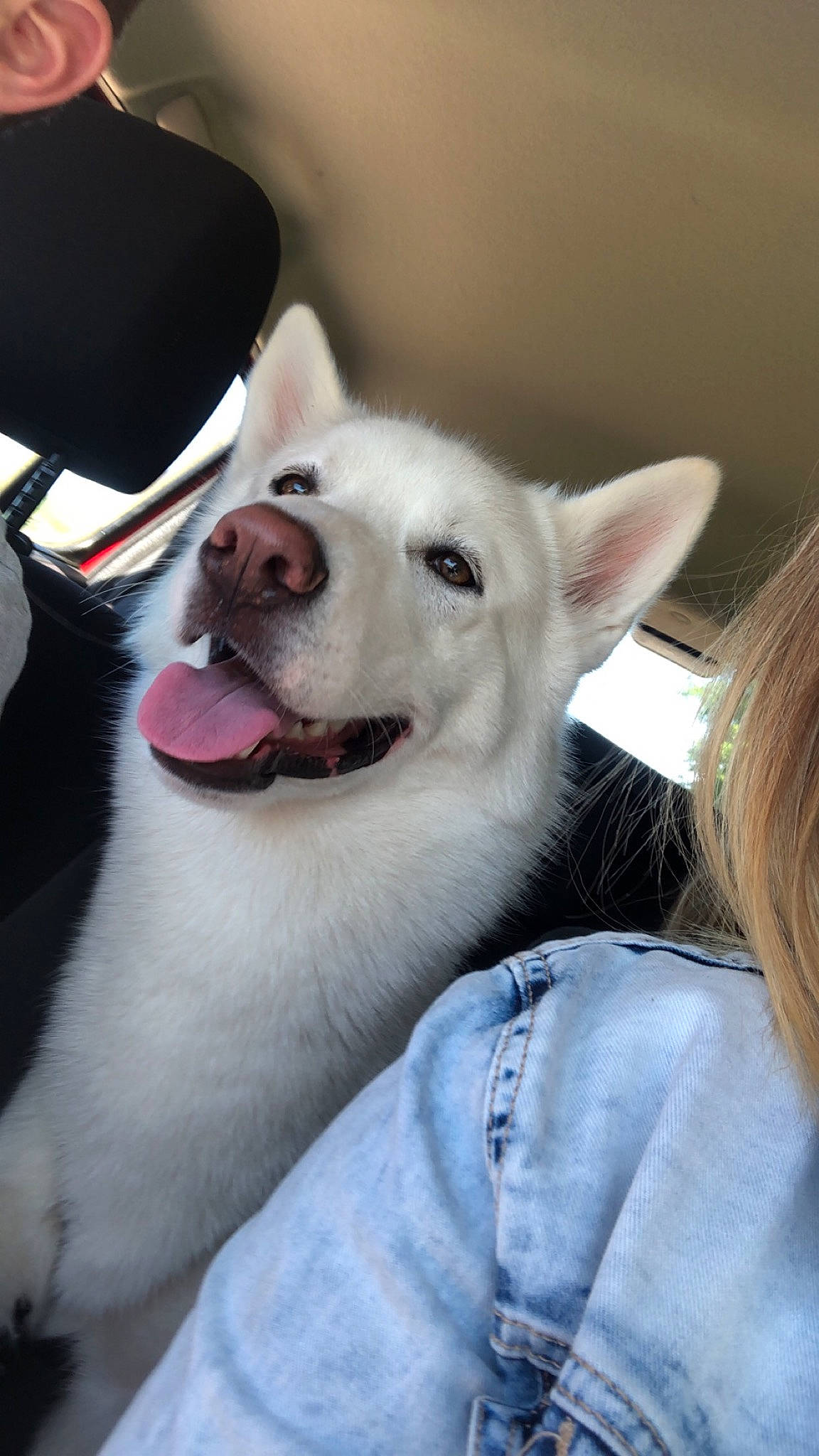 Snow participe au concours pour gagner de l'argent avec cette photo : akita_inu, berger_blanc_suisse, canidae, carnivore, dog, dog_breed, ear, kishu, korean_jindo_dog, labrador_husky, mammal, mouth, non_sporting_group, norwegian_buhund, nose, pungsan_dog, siberian_husky, snout, vertebrate, white_shepherd