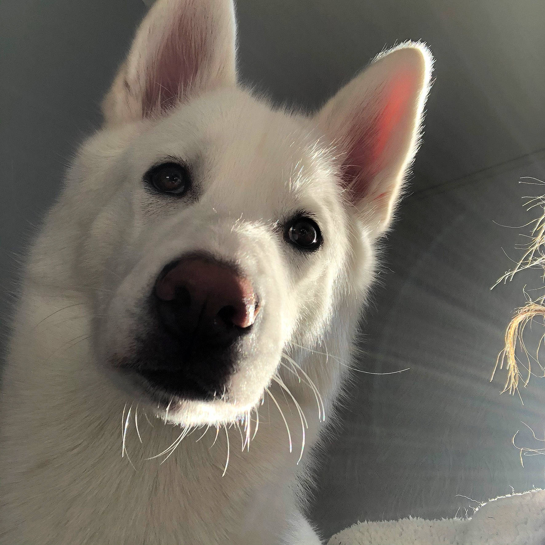 Snow a rejoint le concours — aidez-le/la à gagner de superbes lots ! berger_blanc_suisse, canidae, carnivore, dog, dog_breed, indian_spitz, kintamani, korean_jindo_dog, mammal, non_sporting_group, nose, pungsan_dog, rare_breed_dog, snout, vertebrate, whiskers, white_shepherd