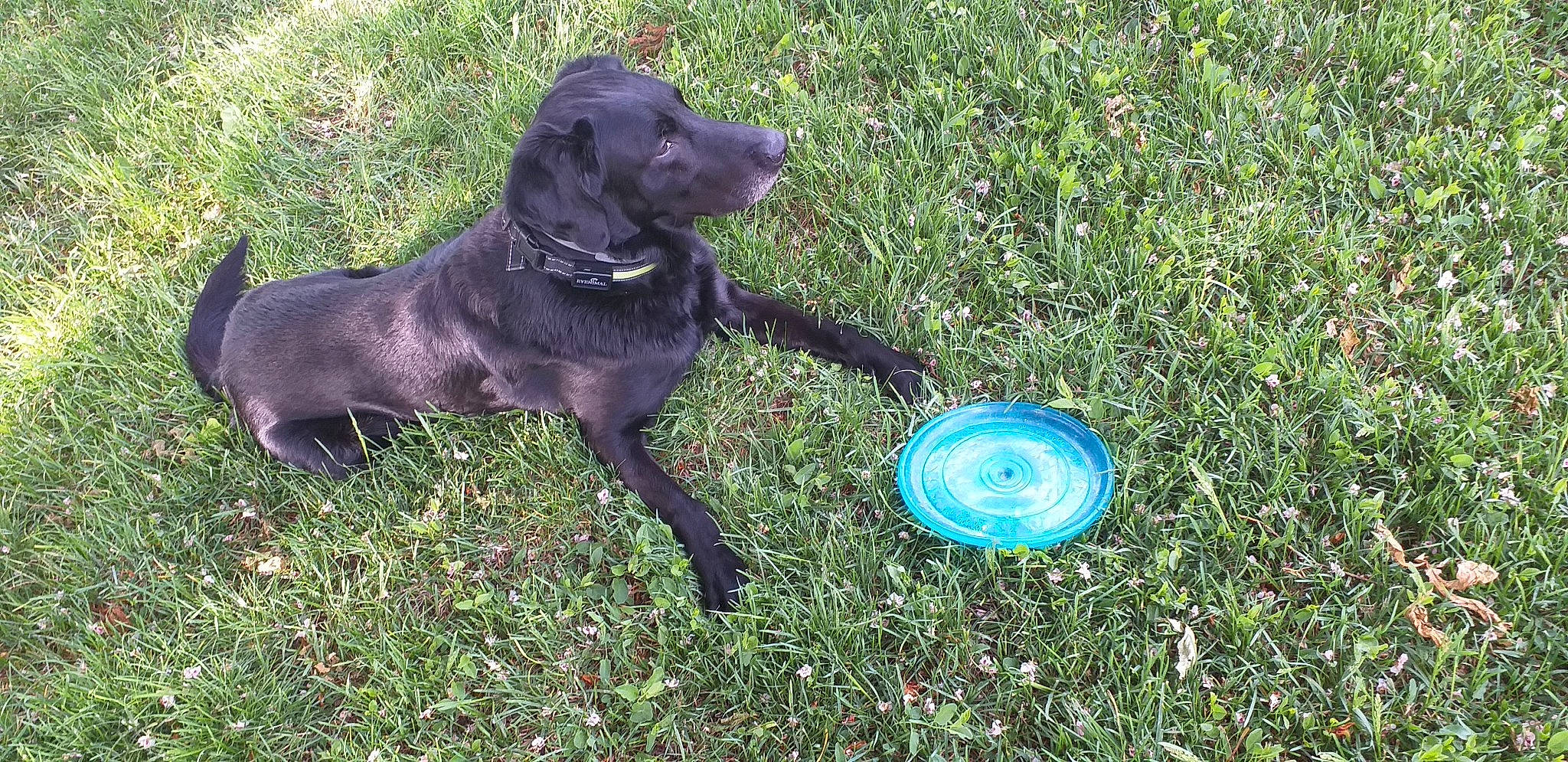 Ibu participe au concours pour gagner de l'argent avec cette photo : beagador, borador, canidae, carnivore, dog, dog_breed, flat_coated_retriever, german_spaniel, grass, hunting_dog, labrador_retriever, patterdale_terrier, retriever, sporting_group