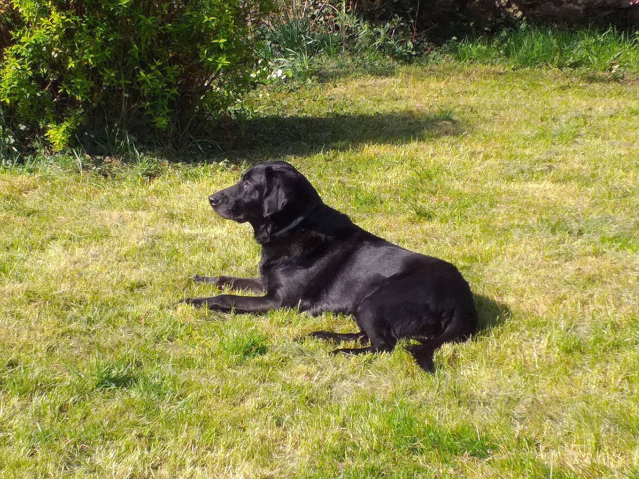 Ibu participe au concours pour gagner de l'argent avec cette photo : borador, canidae, carnivore, dog, dog_breed, flat_coated_retriever, german_spaniel, grass, hunting_dog, labrador_retriever, mammal, retriever, sporting_group, vertebrate