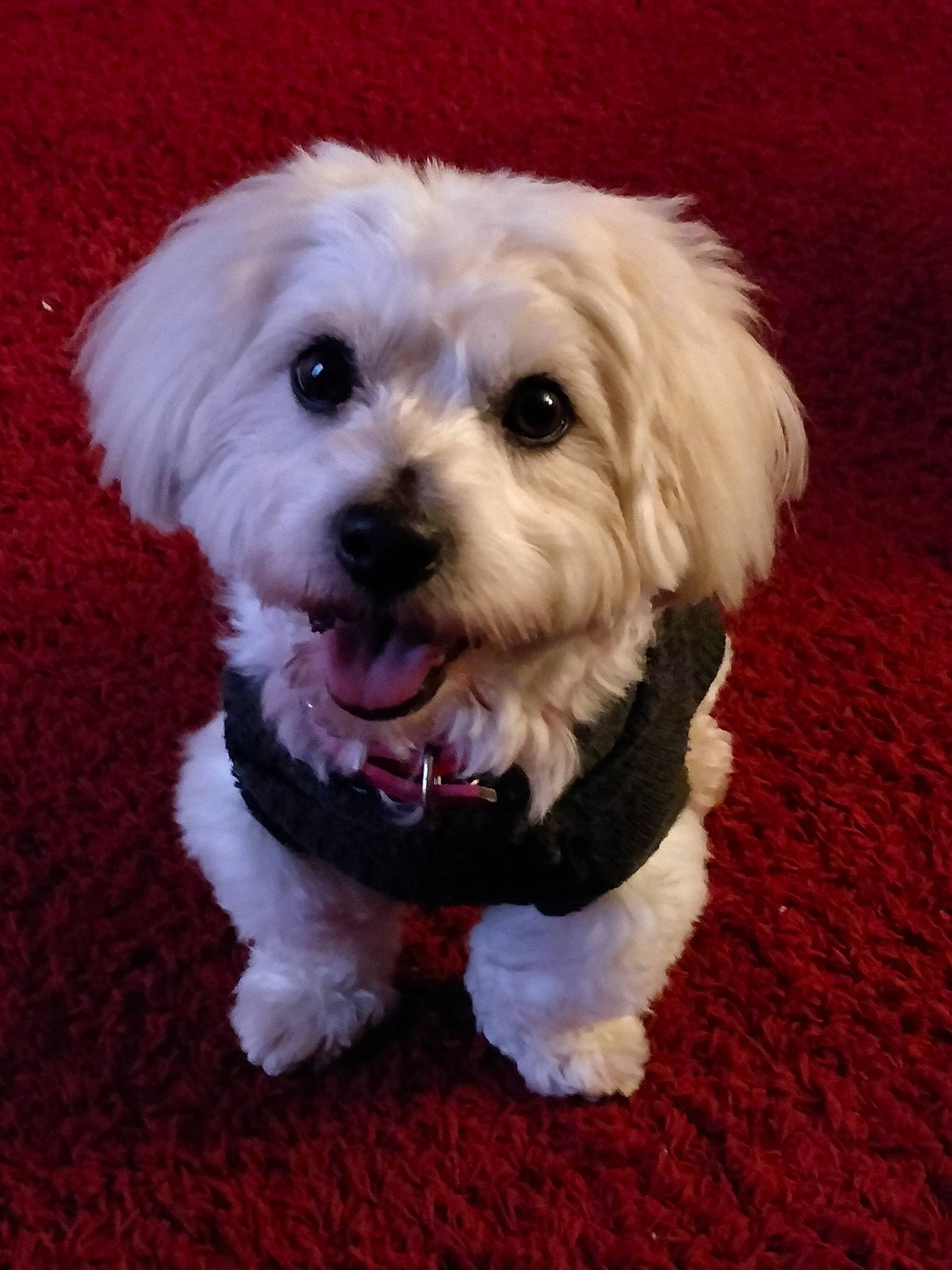 Hindy a rejoint le concours — aidez-le/la à gagner de superbes lots ! bichon, bolonka, canidae, carnivore, cockapoo, companion_dog, coton_de_tulear, dog, dog_breed, havanese, kyi_leo, maltepoo, maltese, mammal, morkie, puppy, schnoodle, snout, vertebrate, west_highland_white_terrier