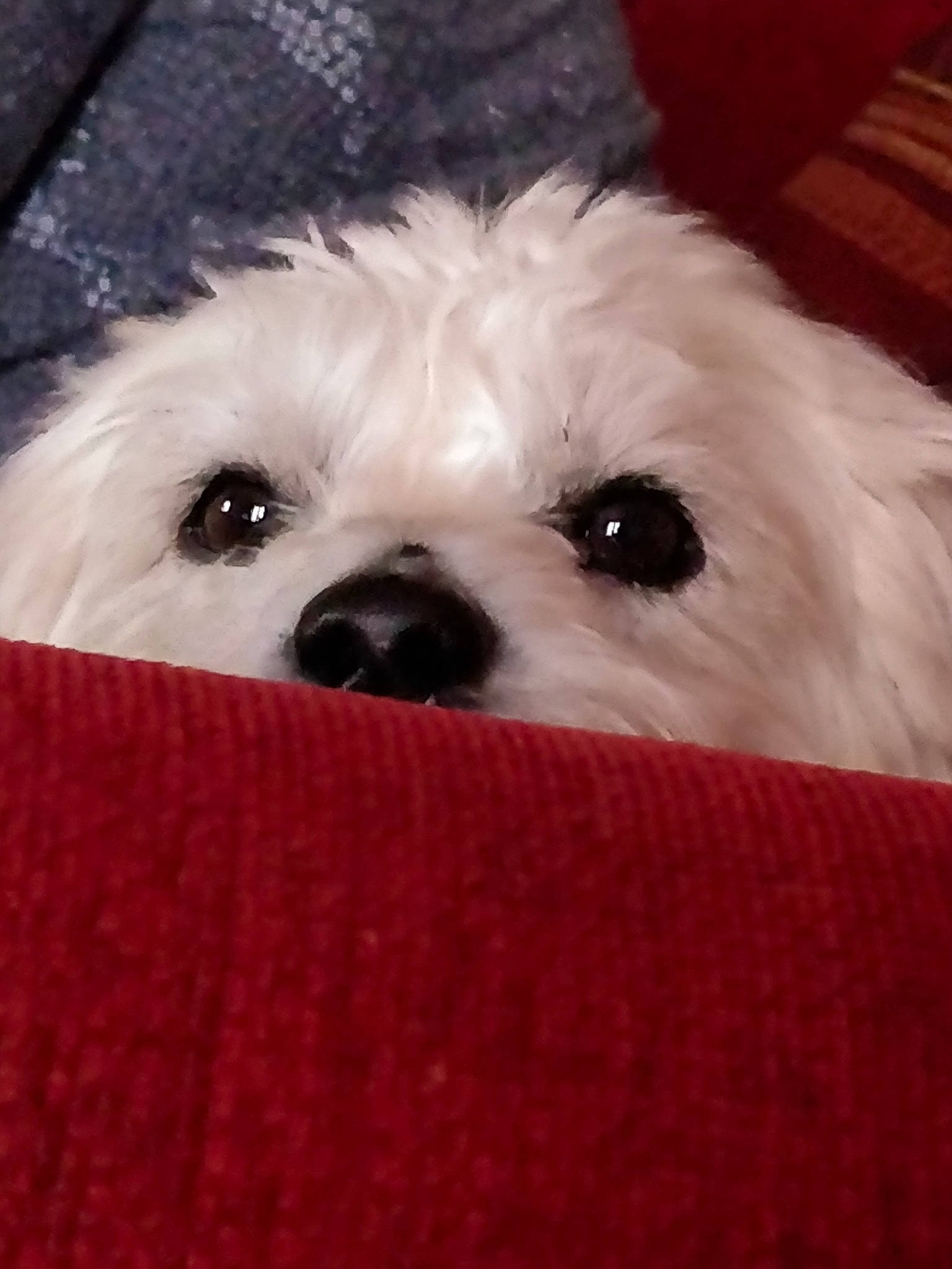 Hindy participe au concours pour gagner de l'argent avec cette photo : bichon, bolognese, canidae, carnivore, chinese_imperial_dog, companion_dog, coton_de_tulear, dog, dog_breed, eye, head, kyi_leo, maltepoo, maltese, mammal, nose, puppy, shih_tzu, snout, vertebrate