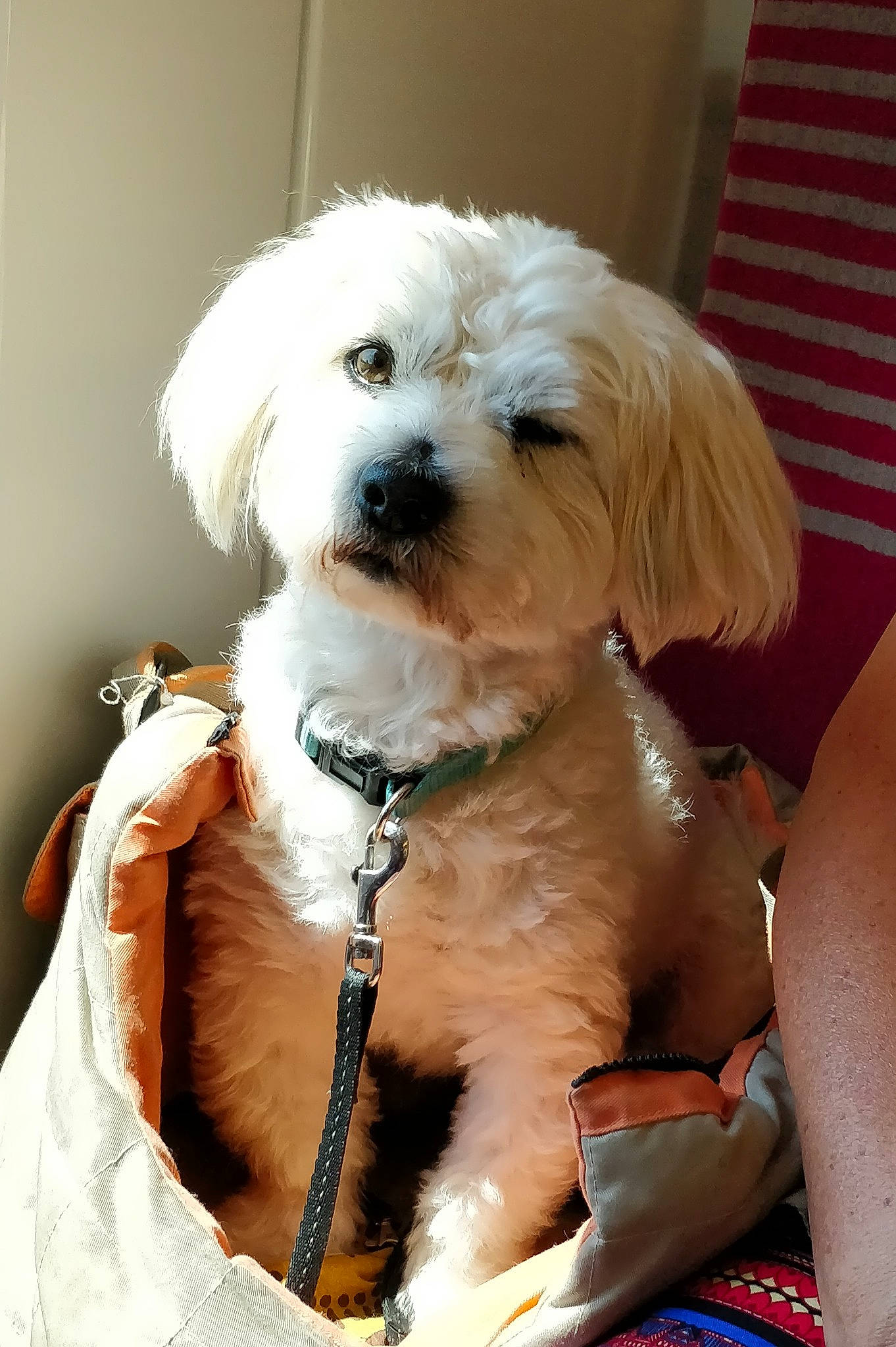 Hindy participe au concours pour gagner de l'argent avec cette photo : canidae, carnivore, cavachon, cavapoo, cockapoo, companion_dog, coton_de_tulear, dog, dog_breed, maltepoo, maltese, mammal, morkie, poodle_crossbreed, puppy, puppy_love, schnoodle, shih_tzu, snout, vertebrate