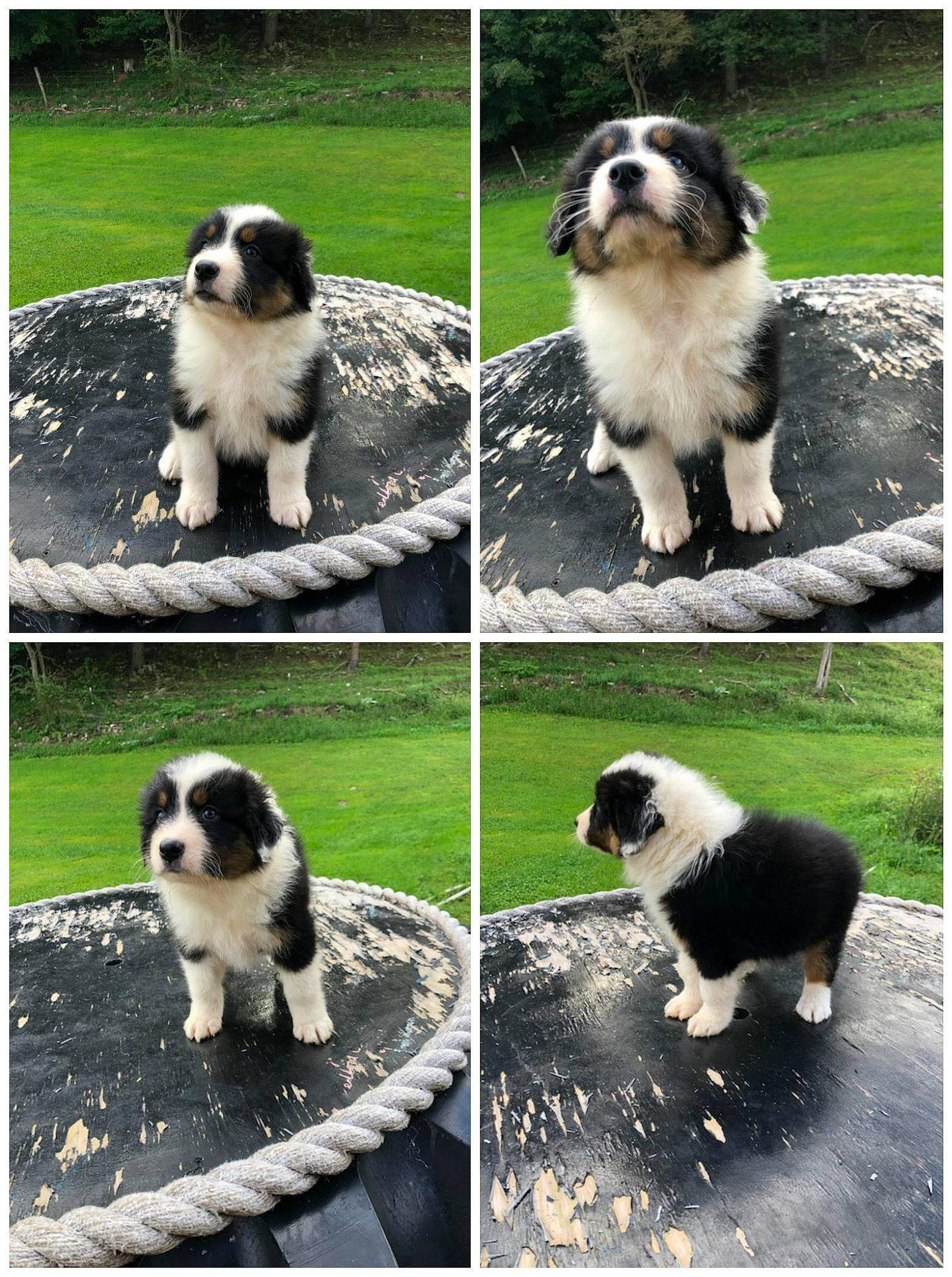 Riot joined the competition — help win amazing prizes! art, beauty, carnivore, companion_dog, grass, green, light, mammal, nature, organ, organism, photograph, plant, snapshot, snout, style, tail, tree, vertebrate, white