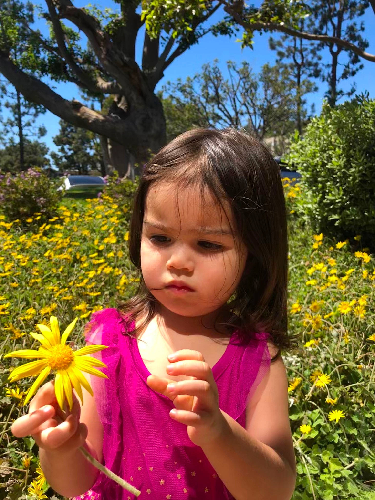 Xianette joined the competition — help win amazing prizes! botany, child, dandelion, flower, fun, garden, grass, happy, leaf, meadow, people_in_nature, person, plant, smile, spring, summer, sunlight, toddler, tree, wildflower