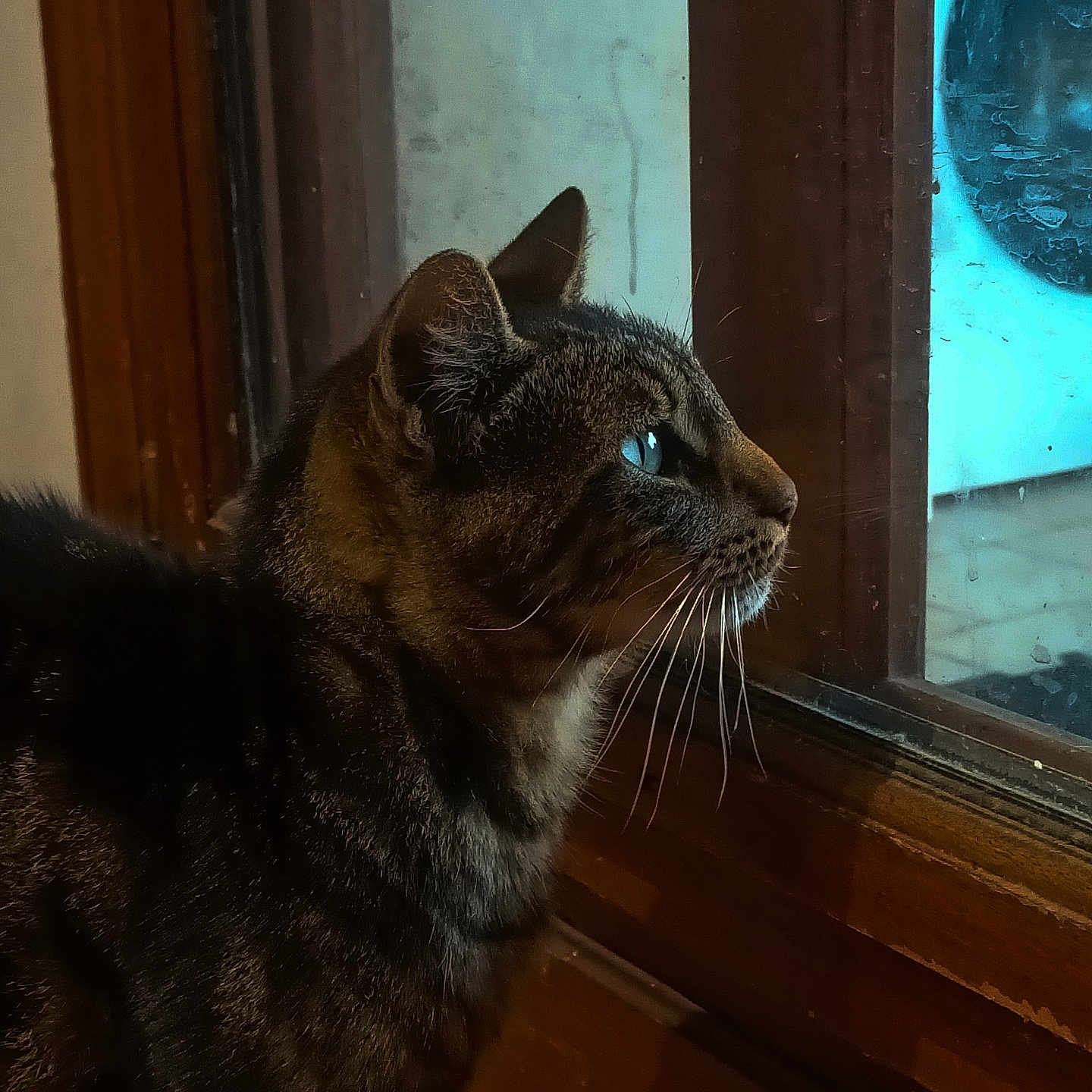 Olya participe au concours pour gagner de l'argent avec cette photo : abyssinian, animal, blackcat, cat, hardwood, kitten, manx, pet, siamese, window, wood